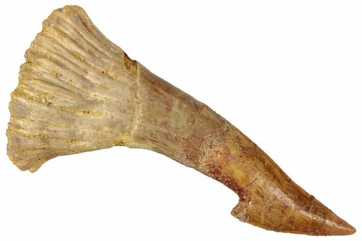 Fossil Sawfish (Onchopristis) Rostral Barb - Morocco #351711